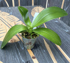 Phalaenopsis Taida Oiseau Rouge