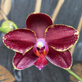 Phalaenopsis Taida Czerwony Ptak