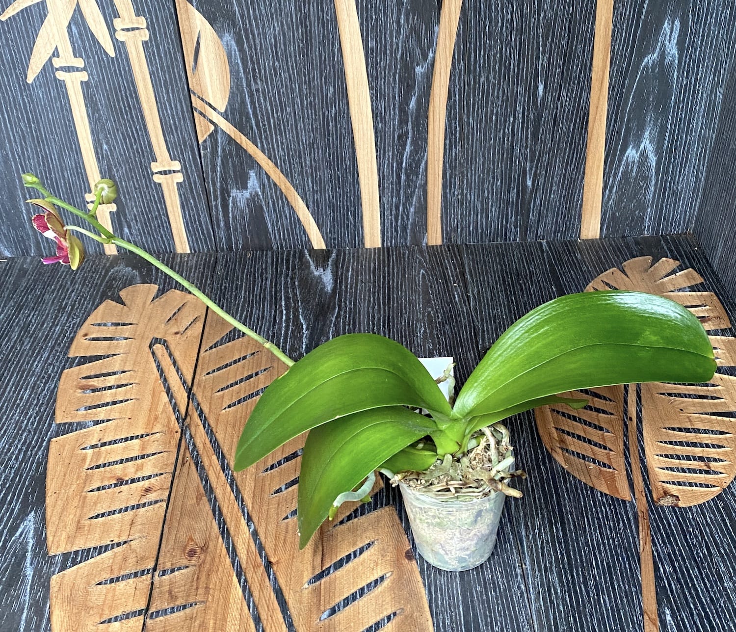 Phalaenopsis Taida Roter Vogel