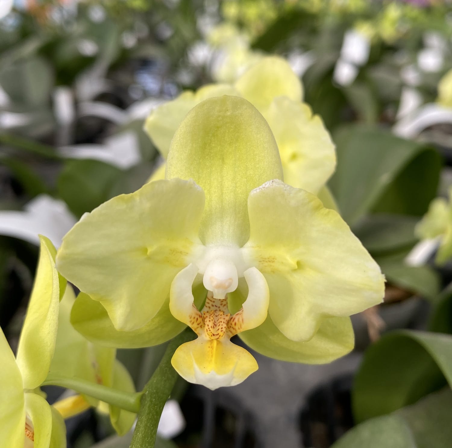 Phalaenopsis Taida Smile 'Taida Little Green' (pelorična - 2 očesi Metulj)