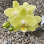 Phalaenopsis Taida Smile 'Taida Little Green'