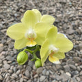 Phalaenopsis Taida Smile 'Taida Little Green'