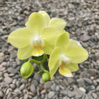 Phalaenopsis Taida Smile 'Taida Little Green'