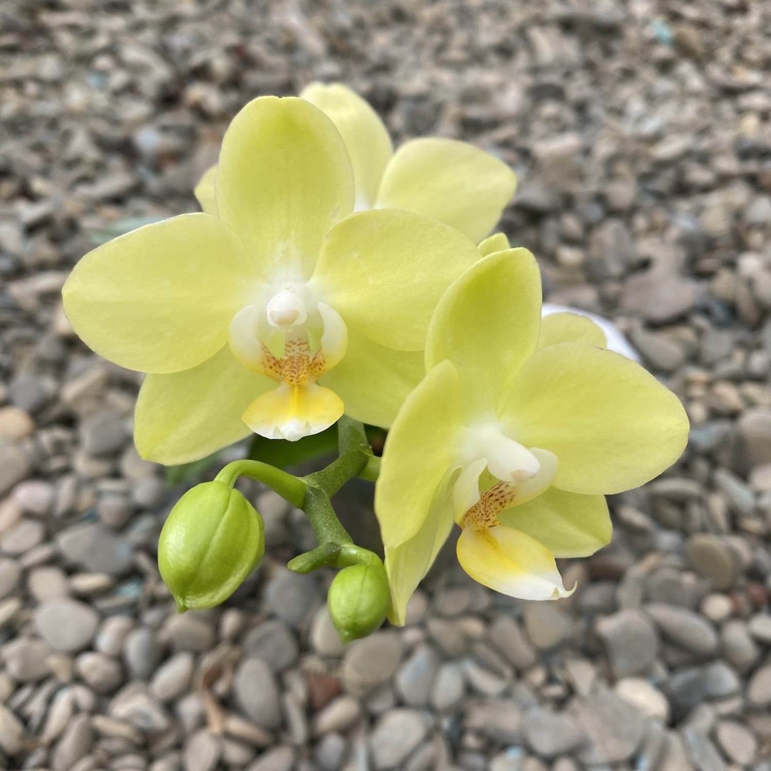 Phalaenopsis Taida Smile 'Taida Little Green'