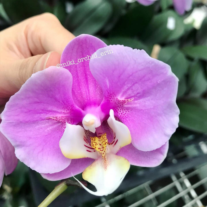 Phalaenopsis Taisuco Anna (peloric)