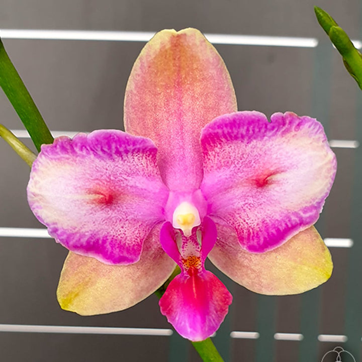 Phalaenopsis Taisuco Jasper (peloric)