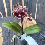 Phalaenopsis Taisuco Kobold