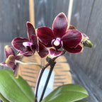 Phalaenopsis Taisuco Kobold