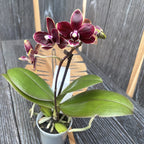 Phalaenopsis Taisuco Kobold