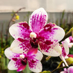 Phalaenopsis Taisuco Micky 'Mickey'
