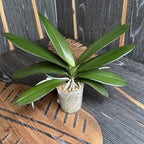 Phalaenopsis Taisuco Micky 'Mickey'