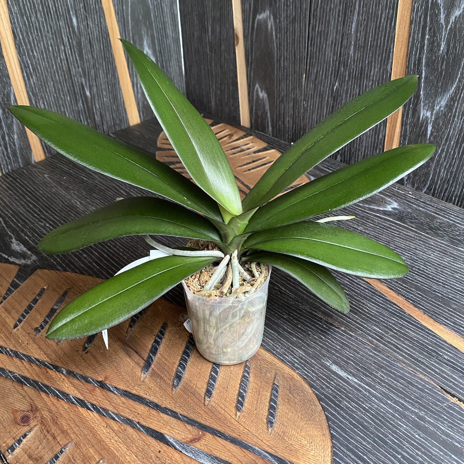 Phalaenopsis Taisuco Micky 'Mickey'