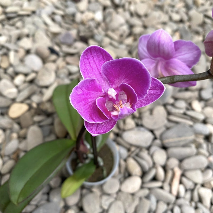 Phalaenopsis Take Five (mini)