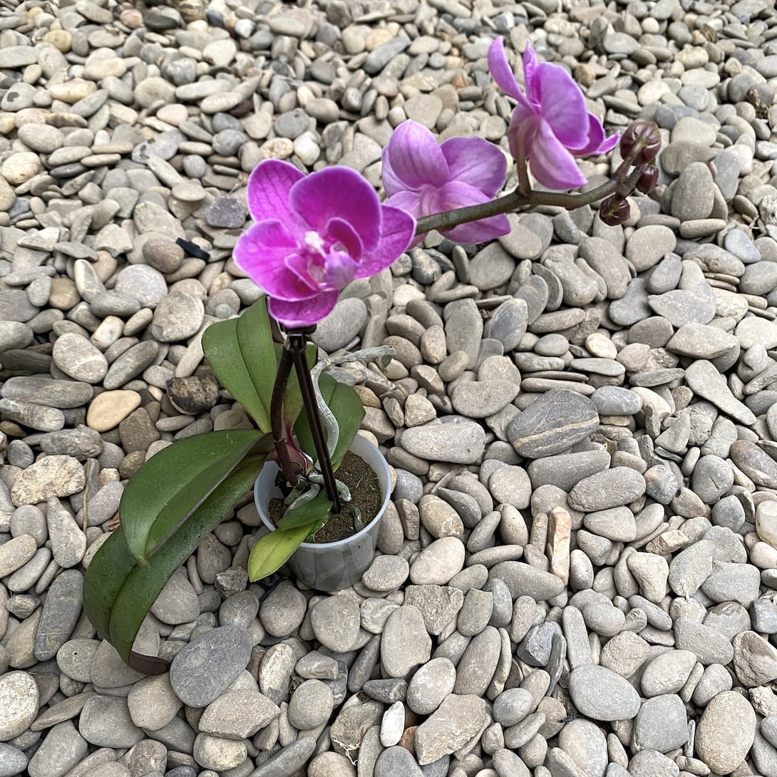 Phalaenopsis Take Five (mini)