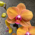 Phalaenopsis Tamara