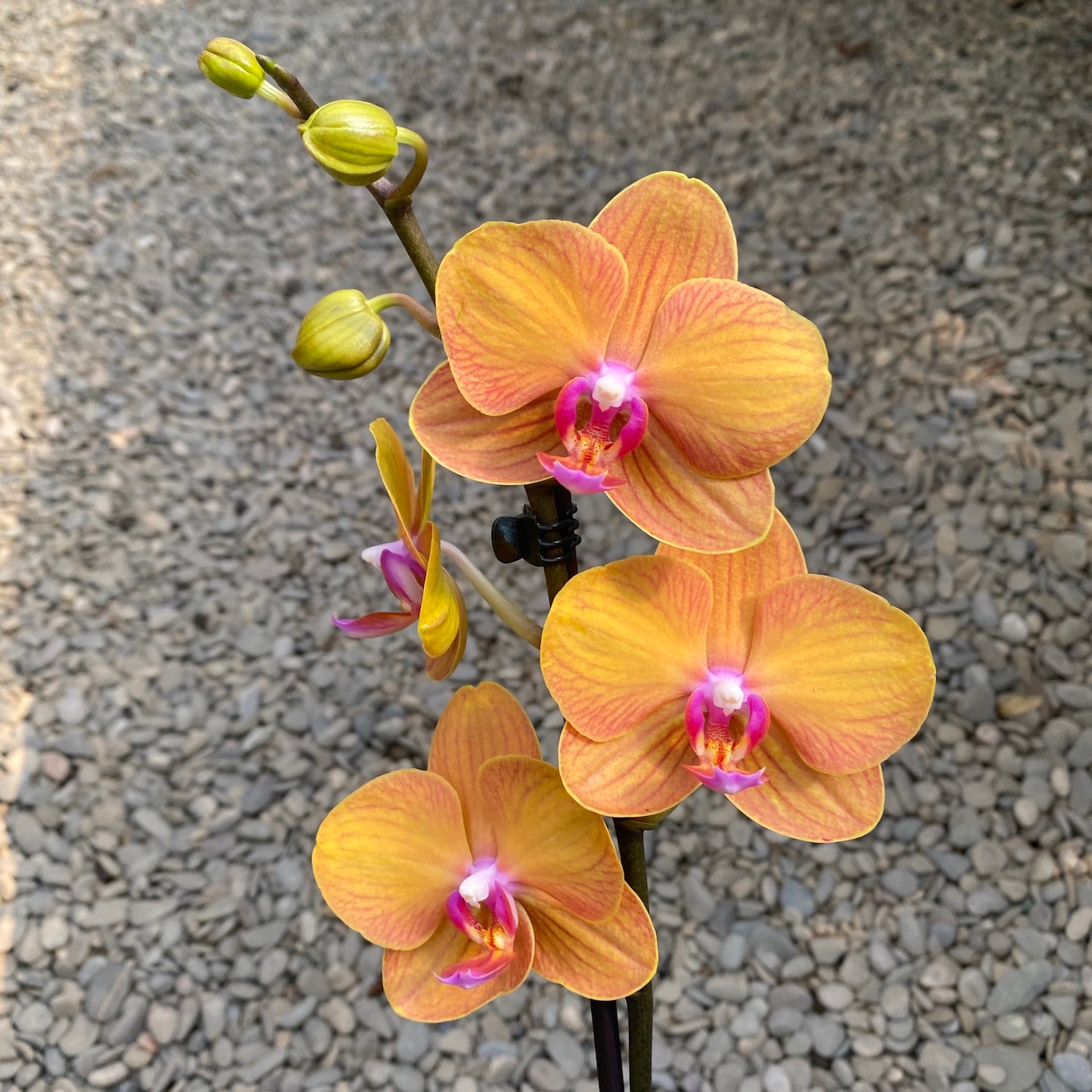 Phalaenopsis Tamara