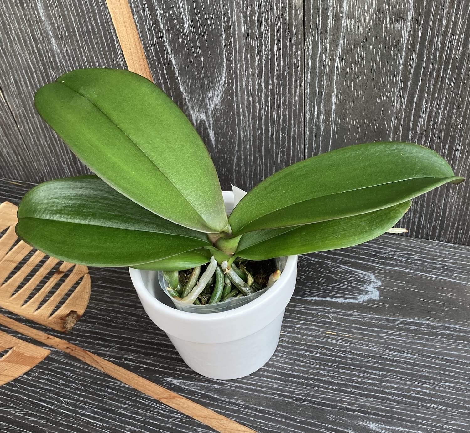 Phalaenopsis The Pride Of Ben Yu