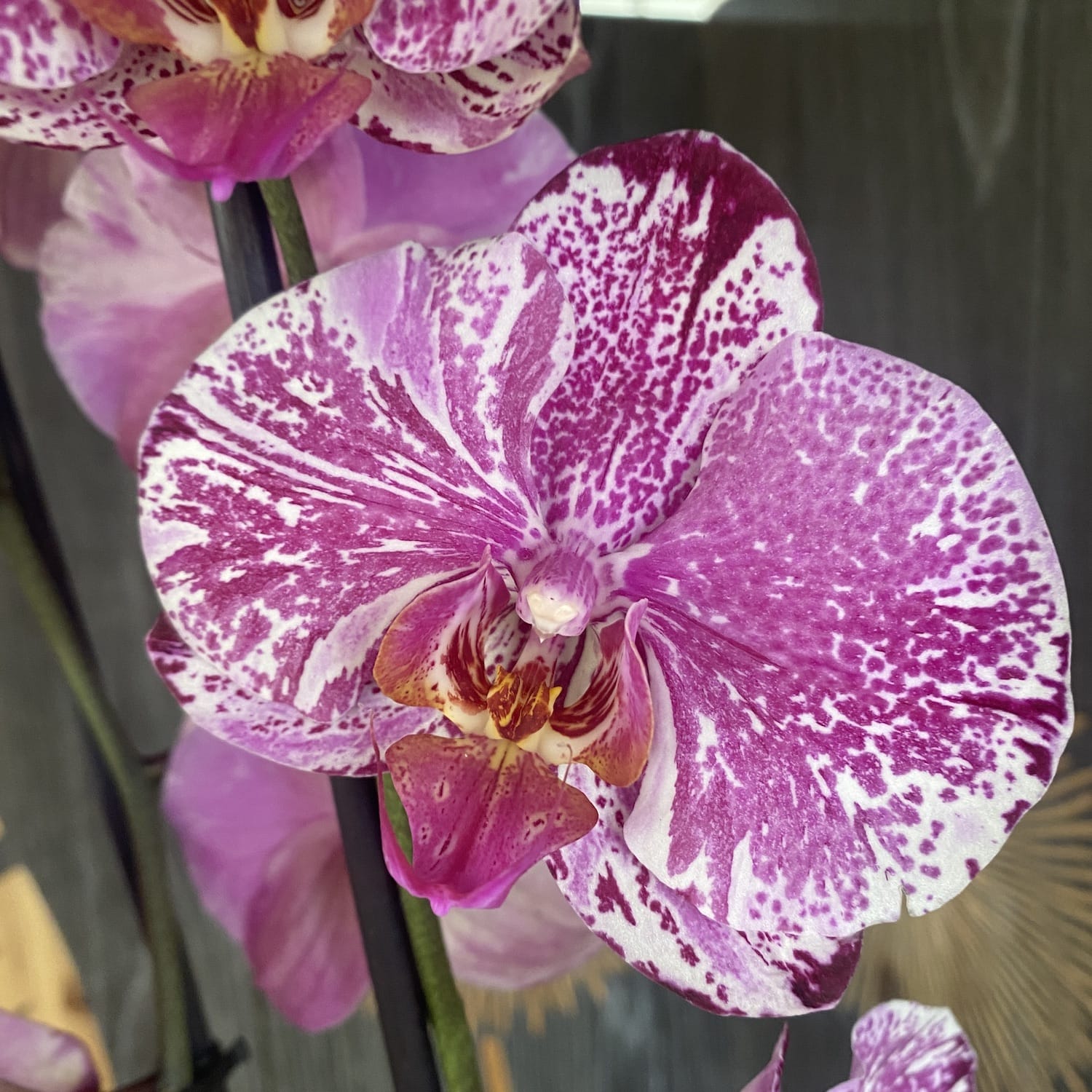 Phalaenopsis Thunder