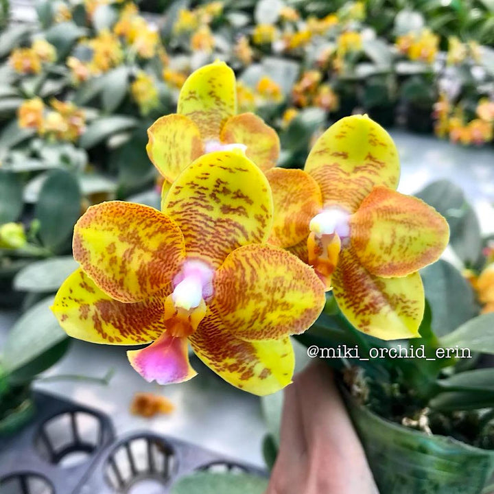 Phalaenopsis Tong Yi Yu Shiou