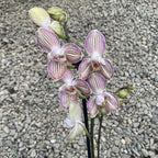 Phalaenopsis Torino pelorica