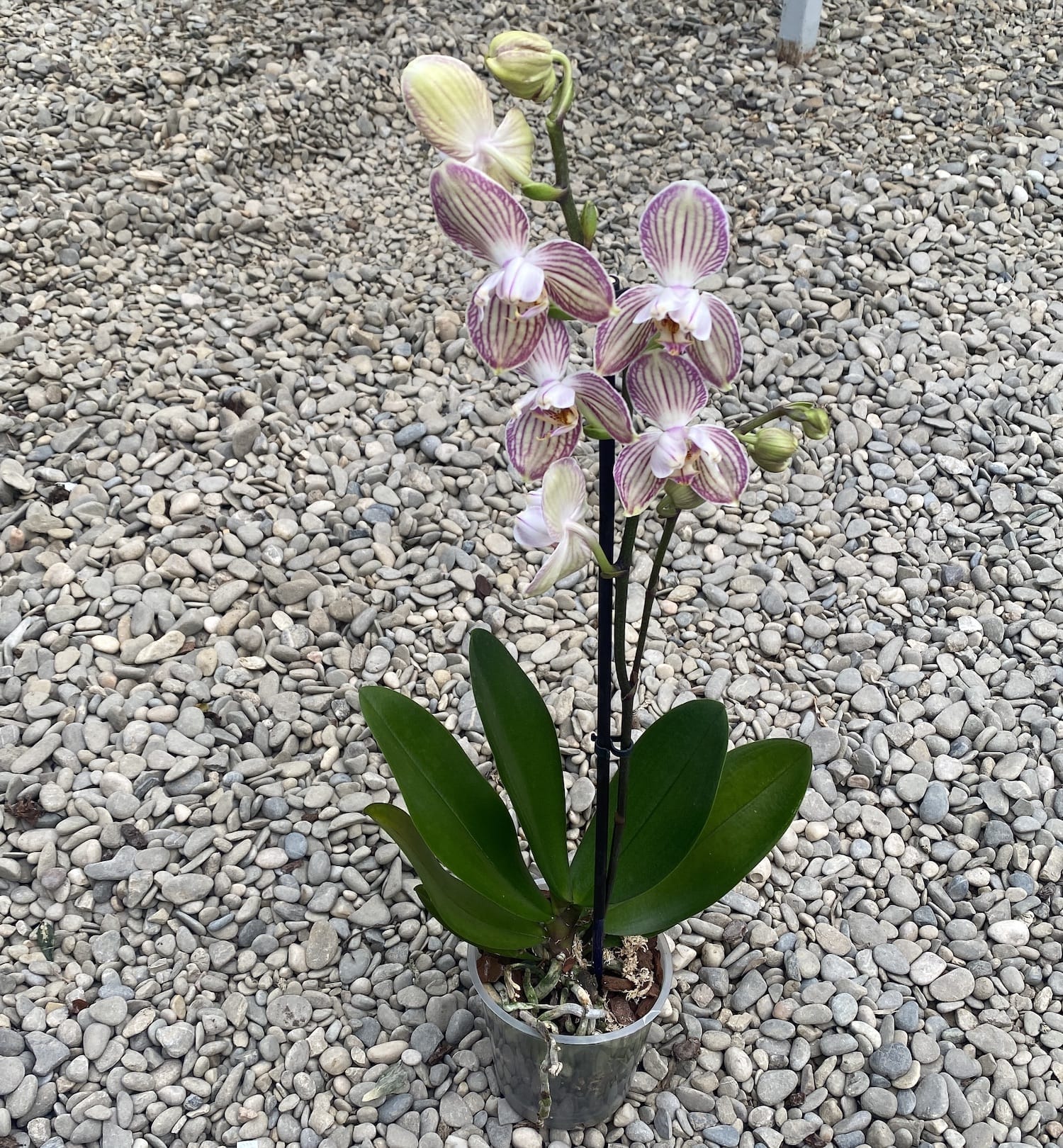 Phalaenopsis Torino pelorica