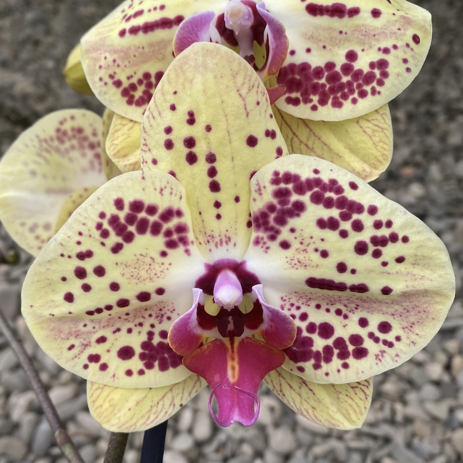 Phalaenopsis Total Cool