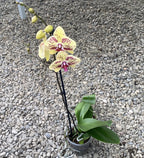 Phalaenopsis Total Cool