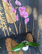 Phalaenopsis Thunder