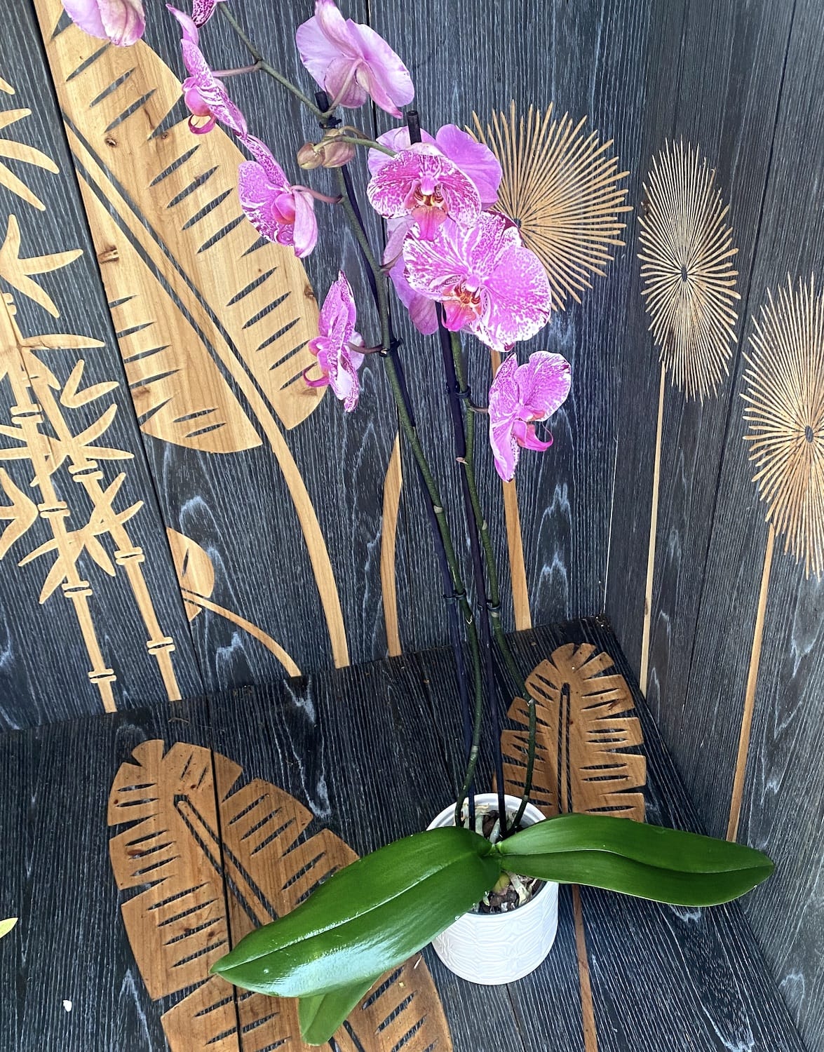 Phalaenopsis Thunder