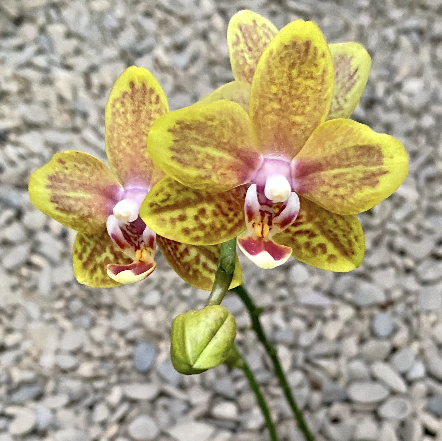 Phalaenopsis Twilight Angel '553'