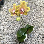 Phalaenopsis Twilight Angel '553'