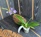 Phalaenopsis Tying Shin Blue Jay