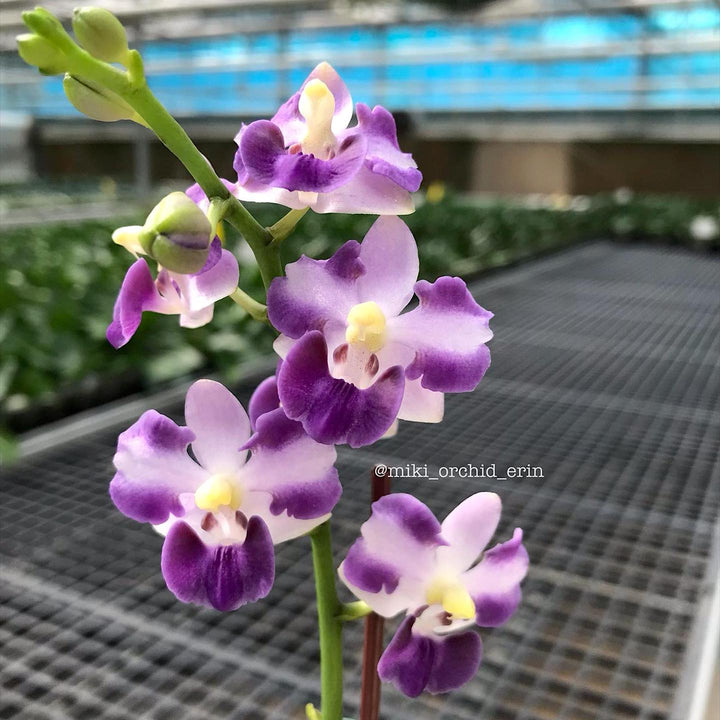 Phalaenopsis Tying Shin Blue Jay '610'