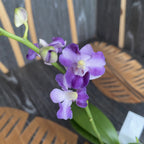 Phalaenopsis Tying Shin Blue Jay '610'