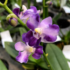 Phalaenopsis Tying Shin Blue Jay '610'