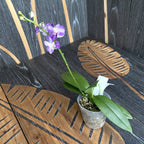 Phalaenopsis Tying Shin Blue Jay '610'