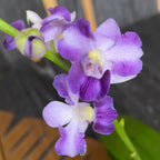 Phalaenopsis Tying Shin Blue Jay '610'