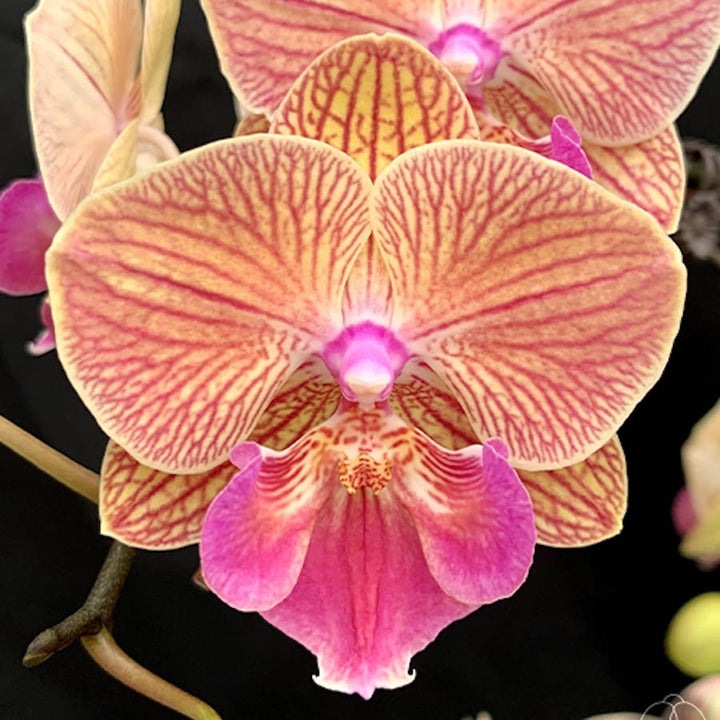 Phalaenopsis Tying Shin Eternal Star 'Golden Water'