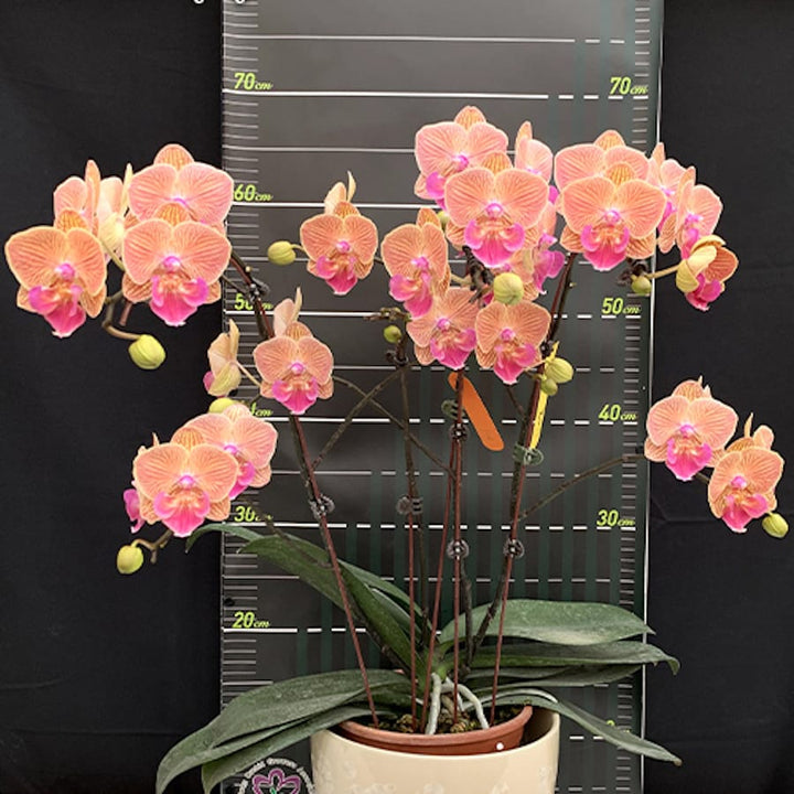 Phalaenopsis Tying Shin Eternal Star 'Golden Water'