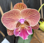 Phalaenopsis Tying Shin Eternal Star 'Golden Water'