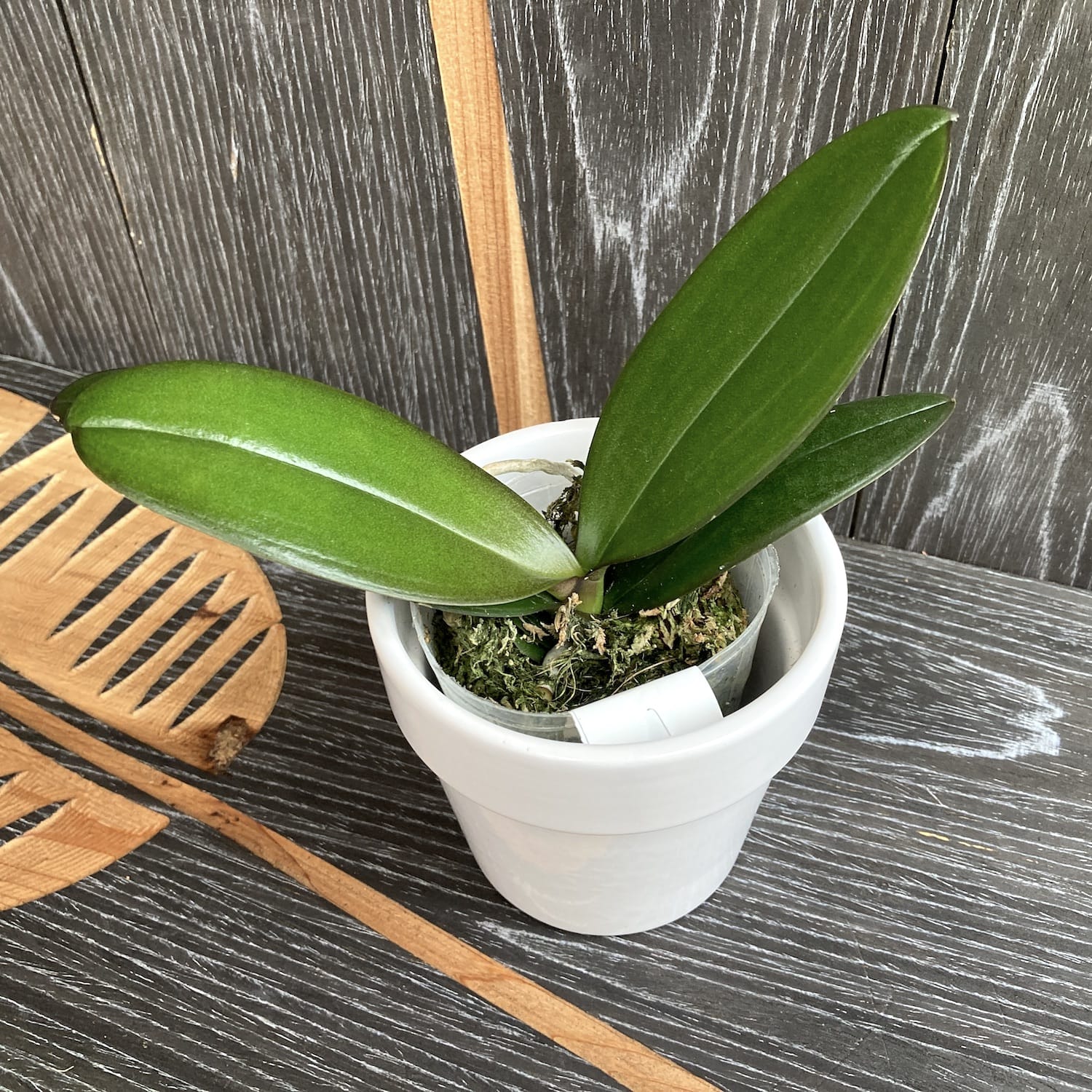 Phalaenopsis Tying Shin Eternal Star 'Golden Water'