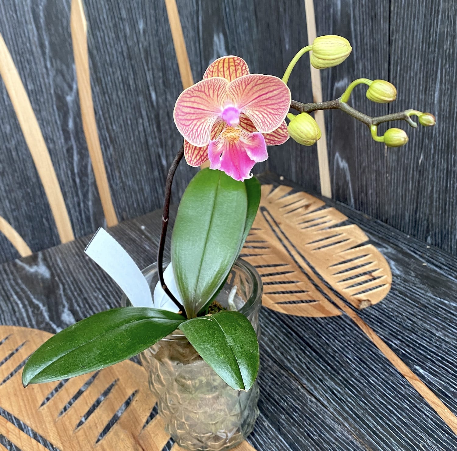 Phalaenopsis Tying Shin Eternal Star 'Golden Water'