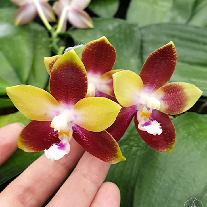 Phalaenopsis Tying Shin Fly Eagle