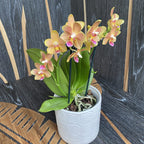 Phalaenopsis Hidden Nature - ароматна