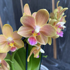 Phalaenopsis Hidden Nature - ароматна