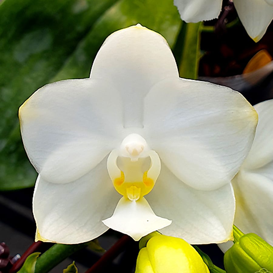 Phalaenopsis Tzu Chiang Chrisna