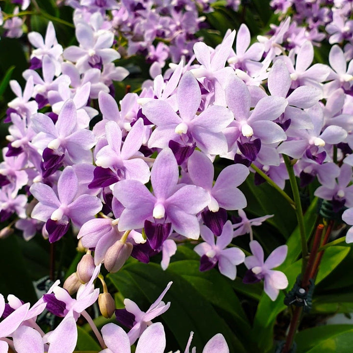 Phalaenopsis Tzu Chiang Sapphire