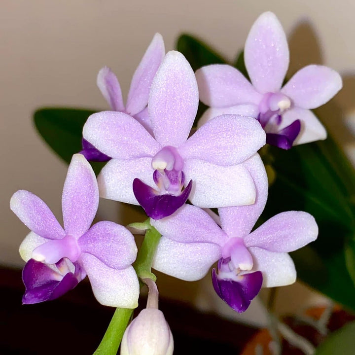 Phalaenopsis Tzu Chiang Sapphire