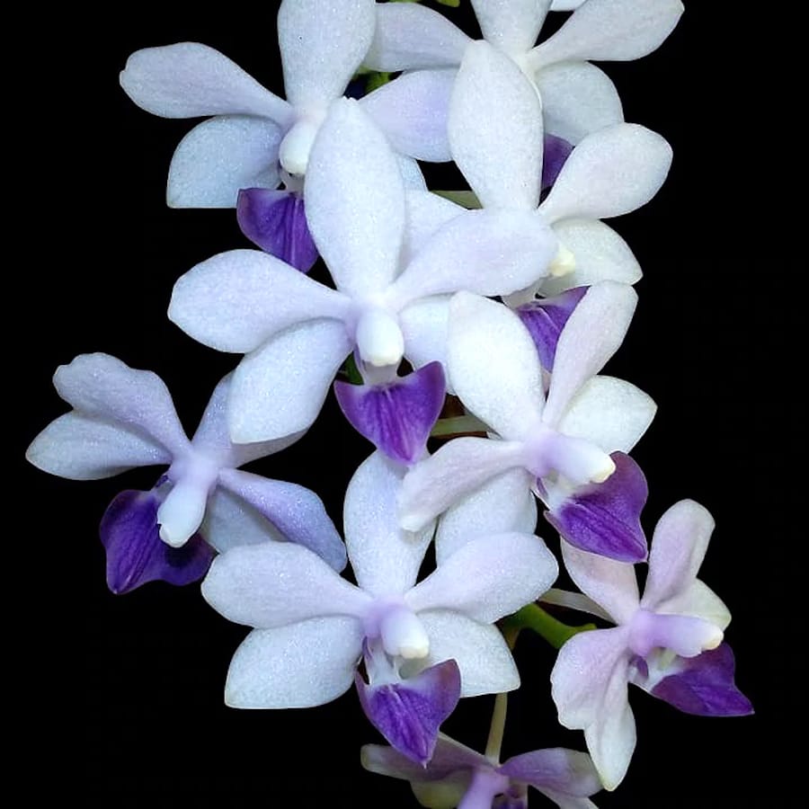 Phalaenopsis Tzu Chiang Sapphire