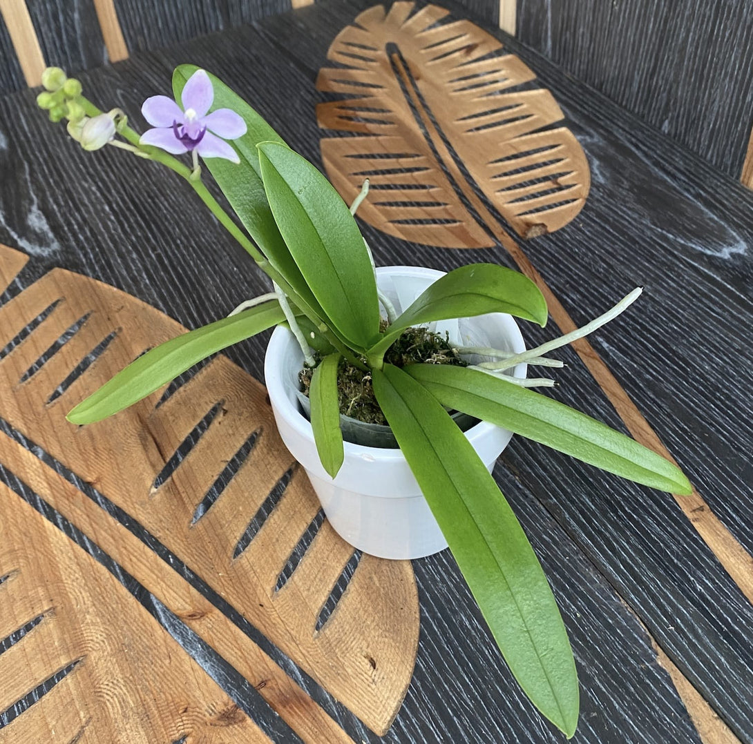 Phalaenopsis Tzu Chiang Sapphire
